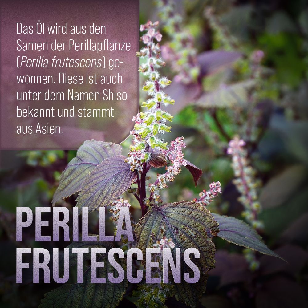 Nahaufnahme einer Pflanze mit lila Blättern und Blüten. Text: Perilla Frutescens.