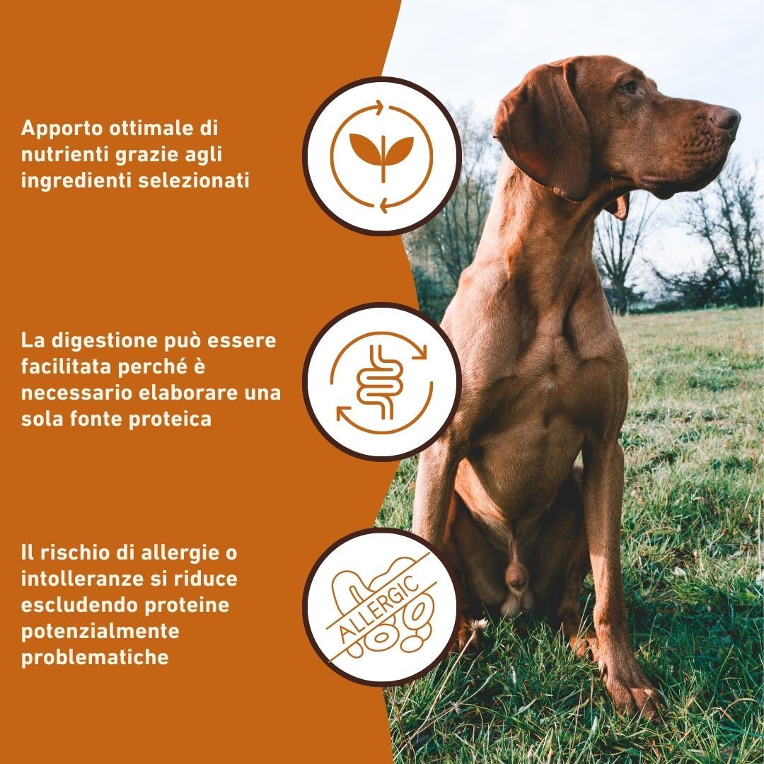 Hund sitzt im Gras, neben Symbolen für gesunde Ernährung.