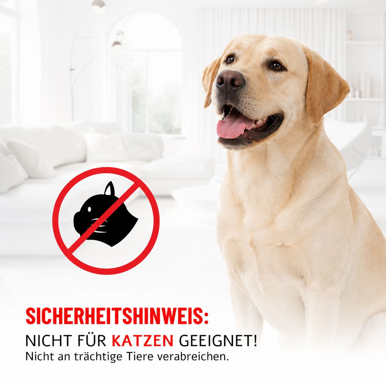 Labrador Retriever vor einem Sofa. Symbol 'Nicht für Katzen geeignet'.