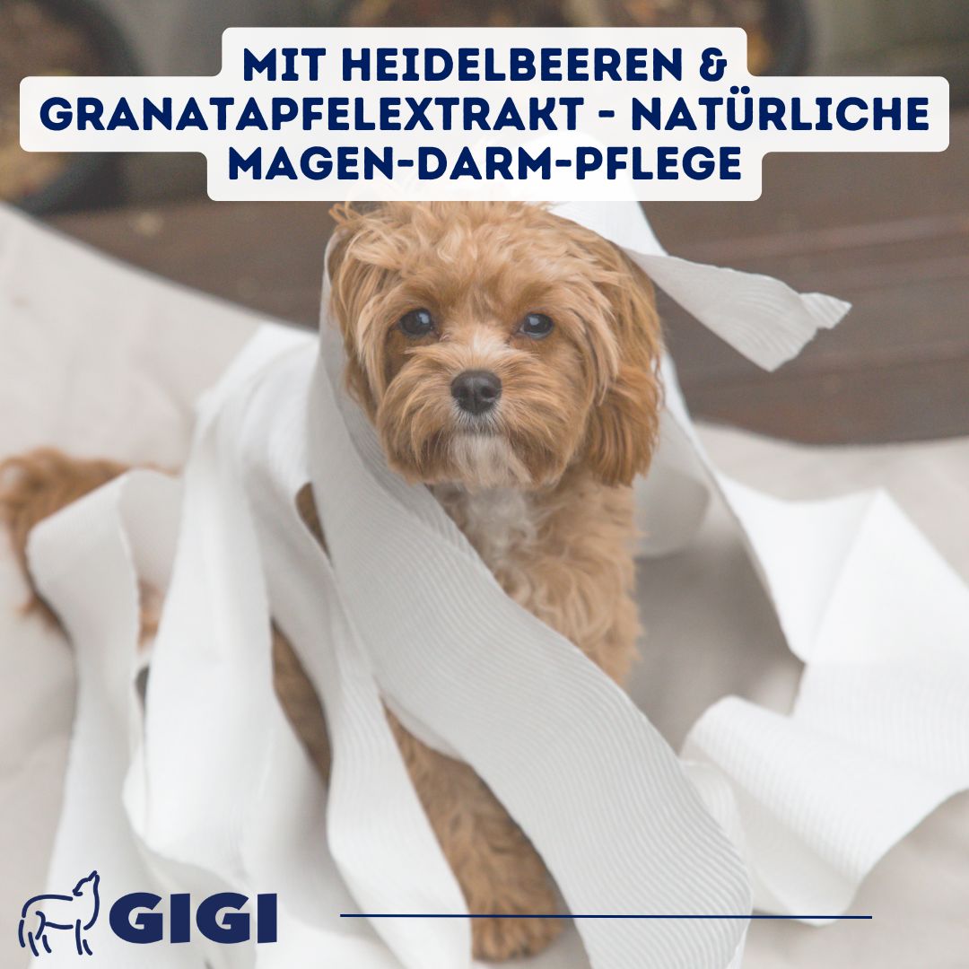 Kleiner Hund in Papier gewickelt. Text: Mit Heidelbeeren & Granatapfelextrakt - natürliche Magen-Darm-Pflege.