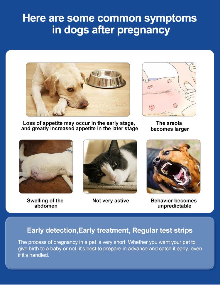 Infografik mit Symptomen bei Hunden nach der Trächtigkeit. Enthält Bilder von Hunden und Katzen. Text in Englisch.