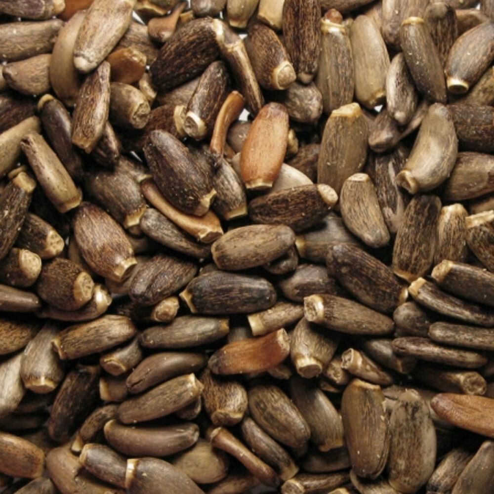 Haufen von Mariendistelsamen. Die Samen sind länglich, braun und von unterschiedlicher Größe.