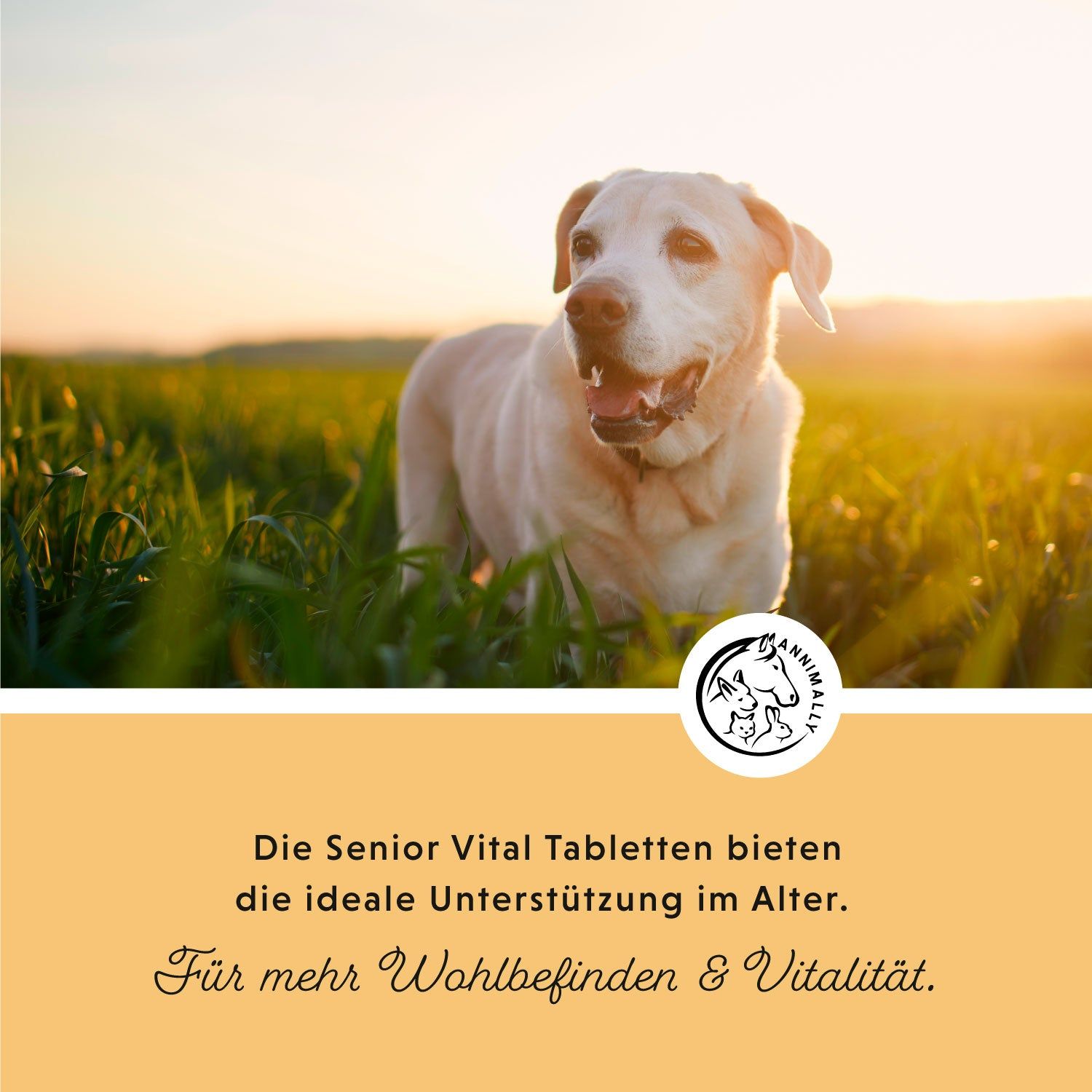 Heller Hund im Gras. Text: Die Senior Vital Tabletten bieten die ideale Unterstützung im Alter. Für mehr Wohlbefinden & Vitalität.