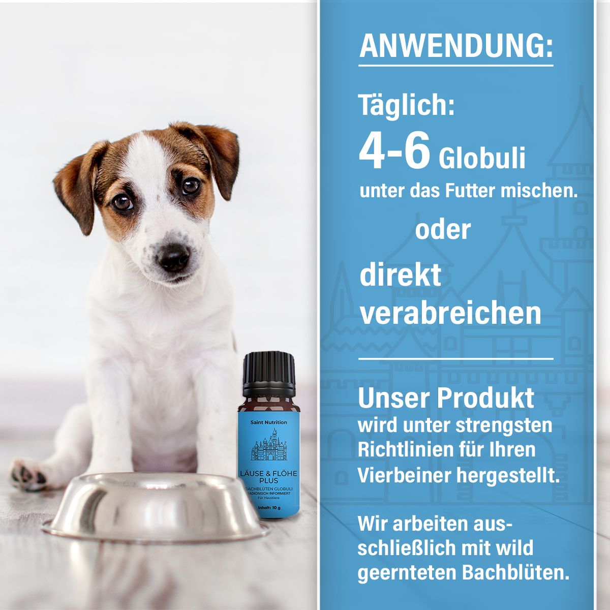 Produktflasche neben einem Hund und einer Futterschüssel. Text: Anwendung, 4-6 Globuli unter das Futter mischen oder direkt verabreichen.