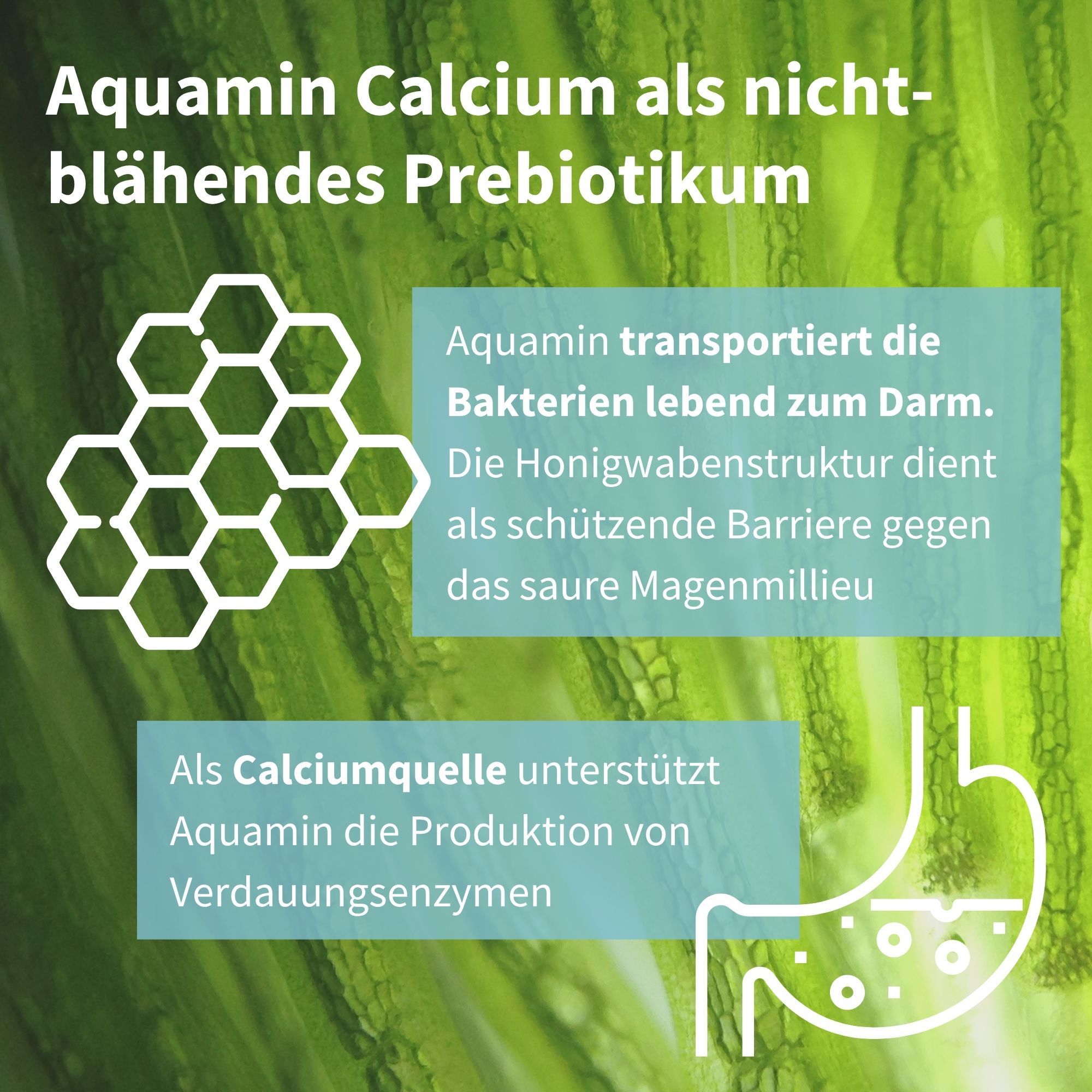Aquamin Calcium als nicht-blähendes Präbiotikum transportiert Bakterien lebend zum Darm.