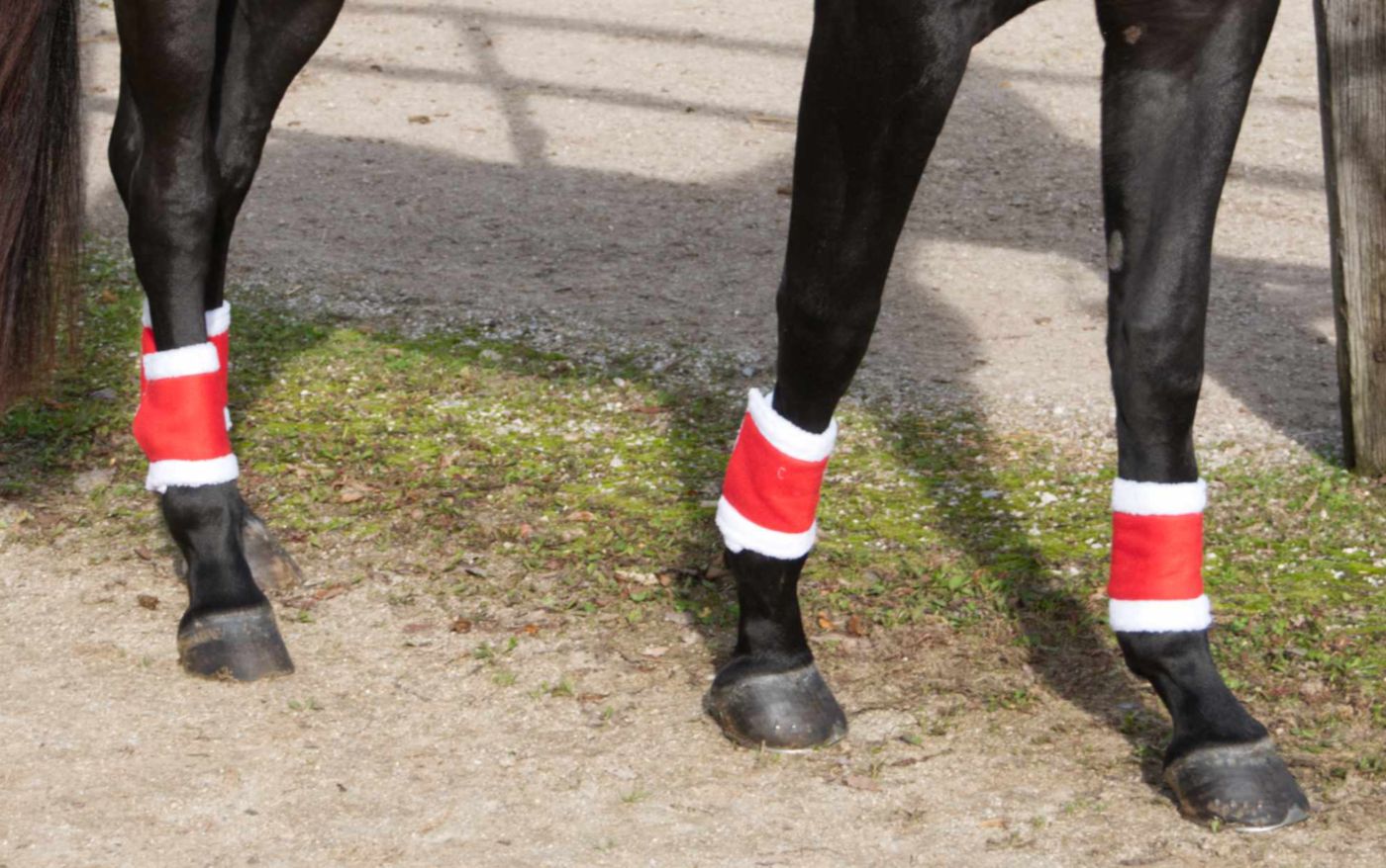 Pferdebeine mit drei rot-weißen Bandagen. Rote Mitte, weiße Kunstfellkante. Auf einem Feldweg.