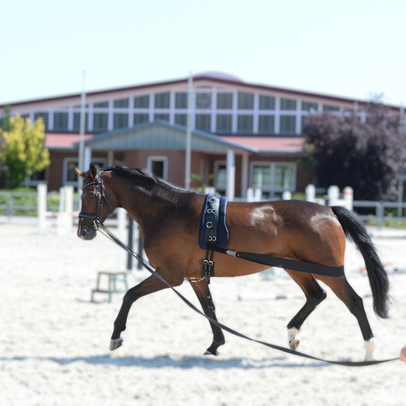 Equest Körper Bandage - Trainingshilfsmittel für Pferde