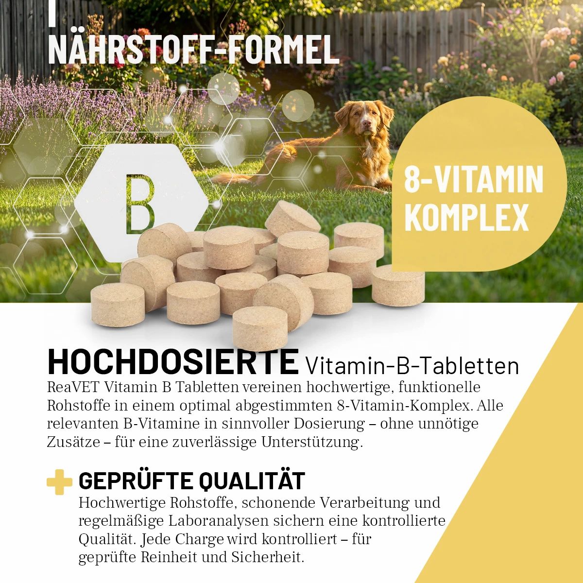 Nahaufnahme von Tabletten. Text: Hochdosierte Vitamin-B-Tabletten. 8-Vitamin-Komplex. Geprüfte Qualität. Hund im Hintergrund.