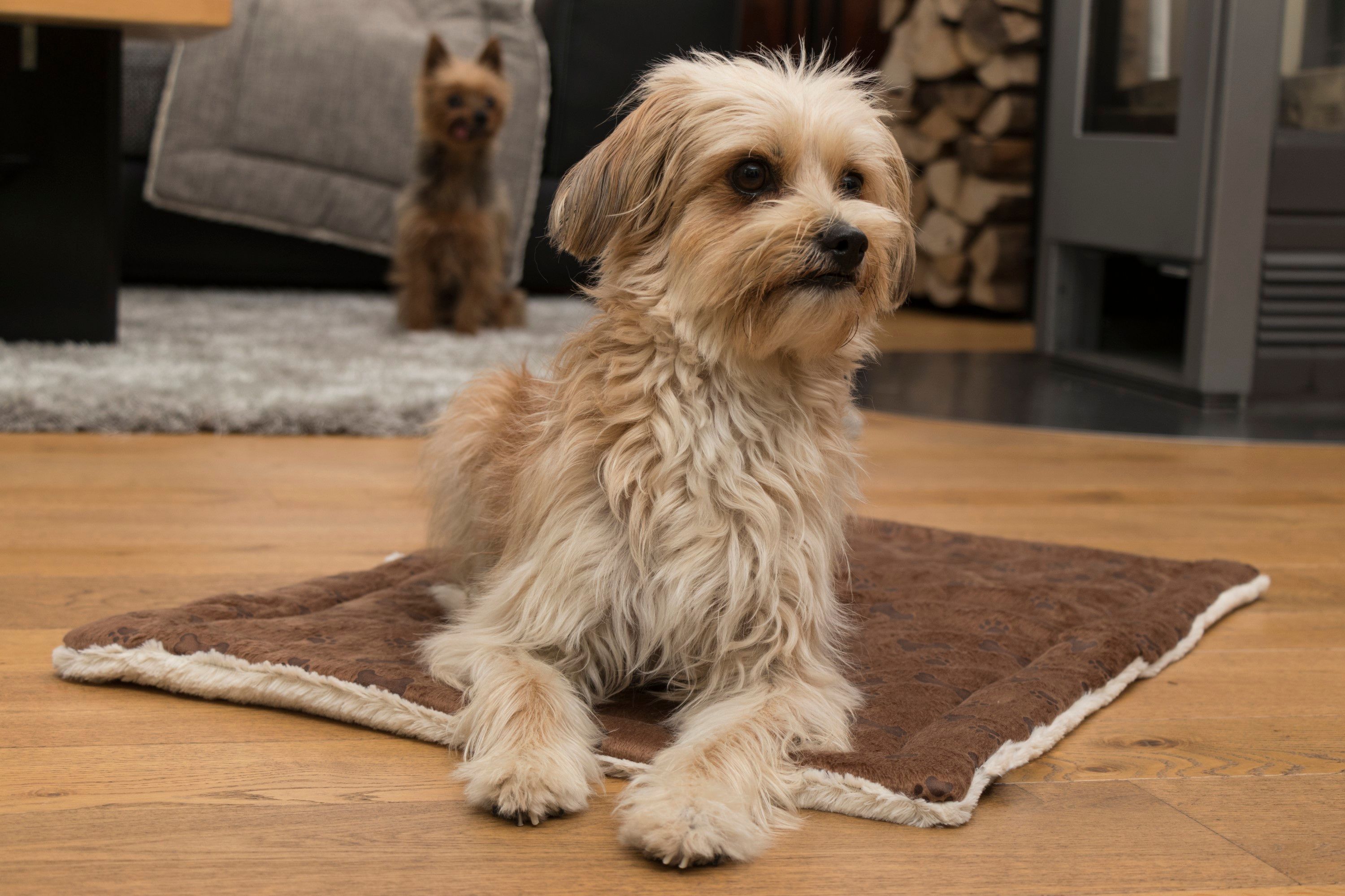 Hund liegt auf brauner, rechteckiger Decke mit cremefarbenem Rand. Ein zweiter Hund sitzt im Hintergrund.