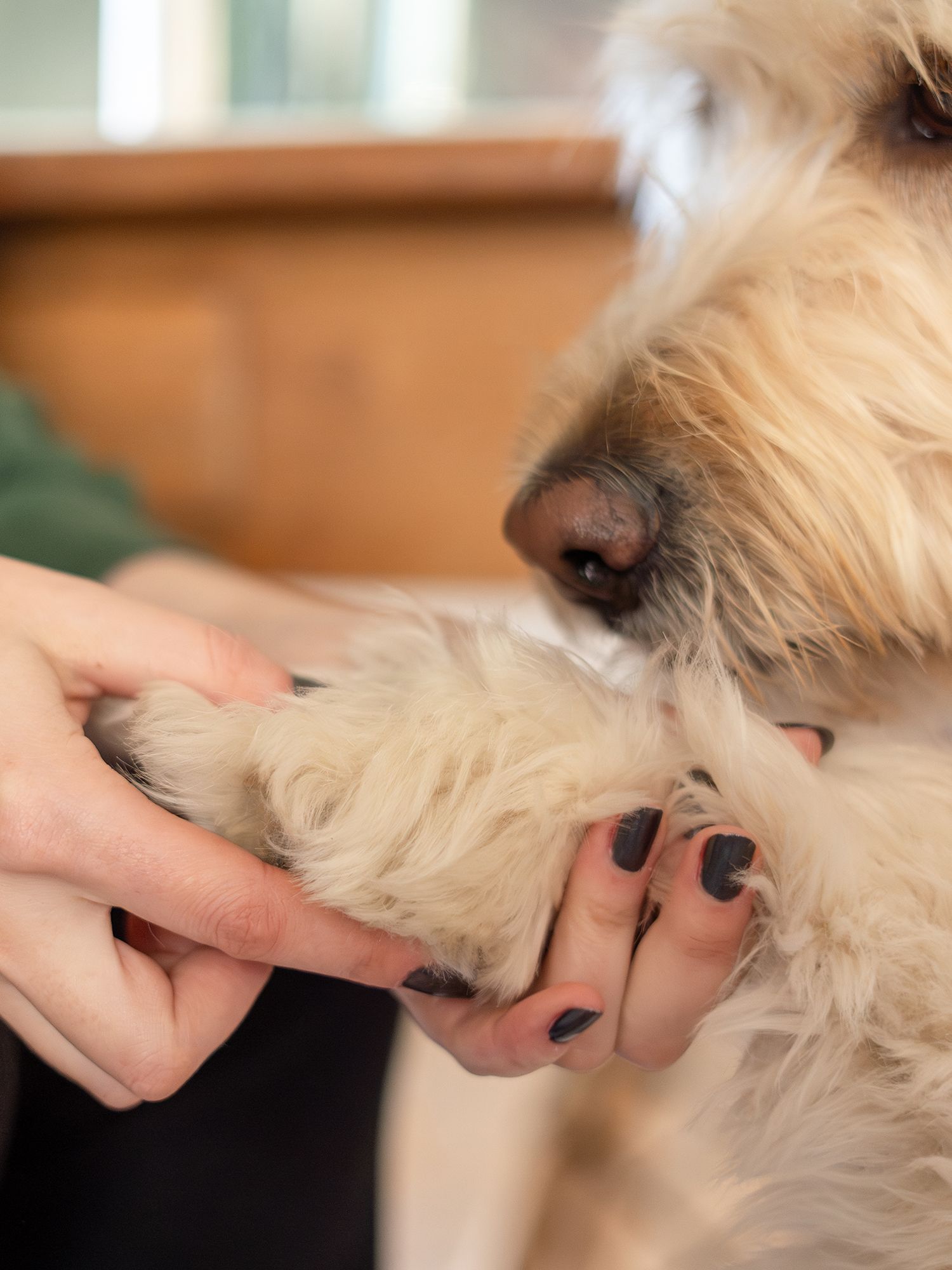 Doderm RepairGel Pet