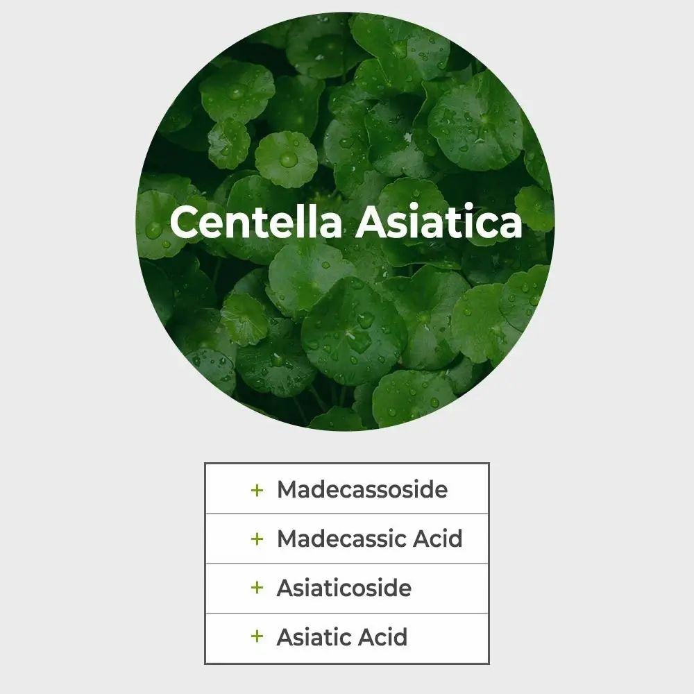Kreis mit Centella Asiatica und Text. Darunter Text mit Madecassoside, Madecassic Acid, Asiaticoside, Asiatic Acid.
