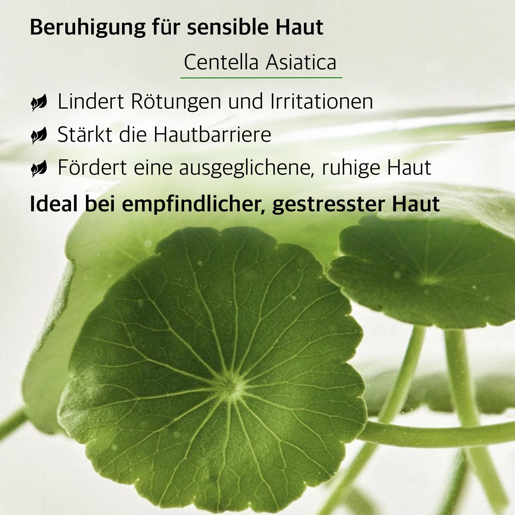 Grüne Blätter und Centella Asiatica. Text über die Vorteile für empfindliche Haut. Lindert Rötungen und Irritationen.