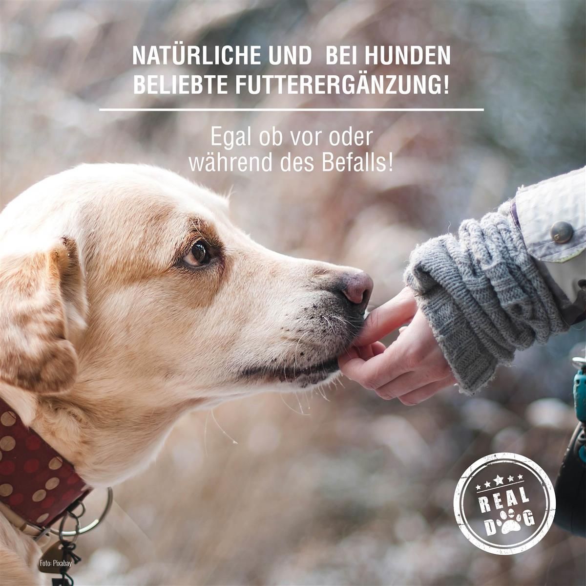 Hund bekommt Leckerli von einer Person. Text: Natürliche Futterergänzung. Logo Real Dog.