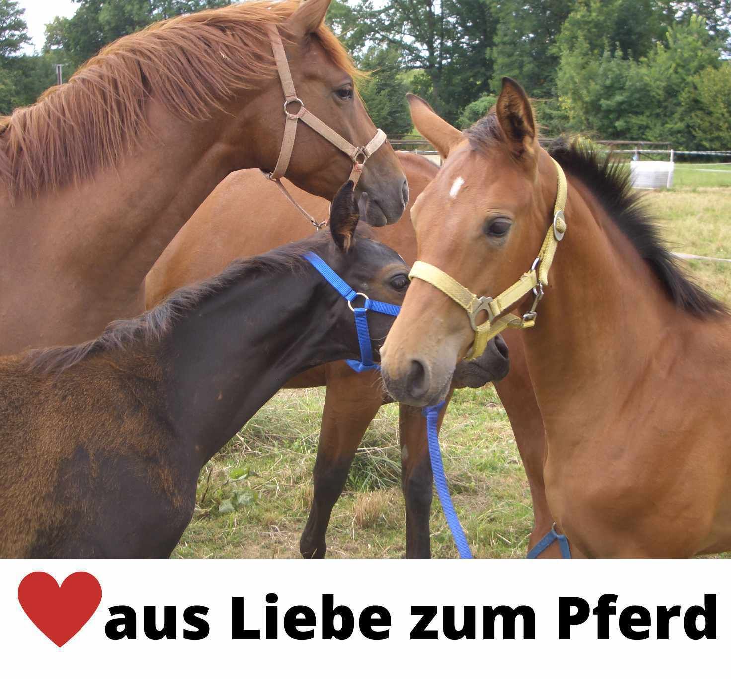 Drei Pferde auf einer Wiese. Text: Aus Liebe zum Pferd. Herz-Symbol.