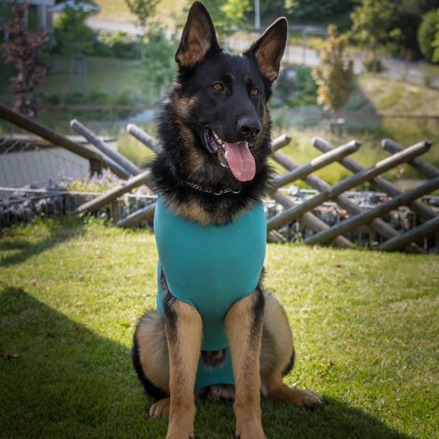 VetMedCare Dog Body Hündin
