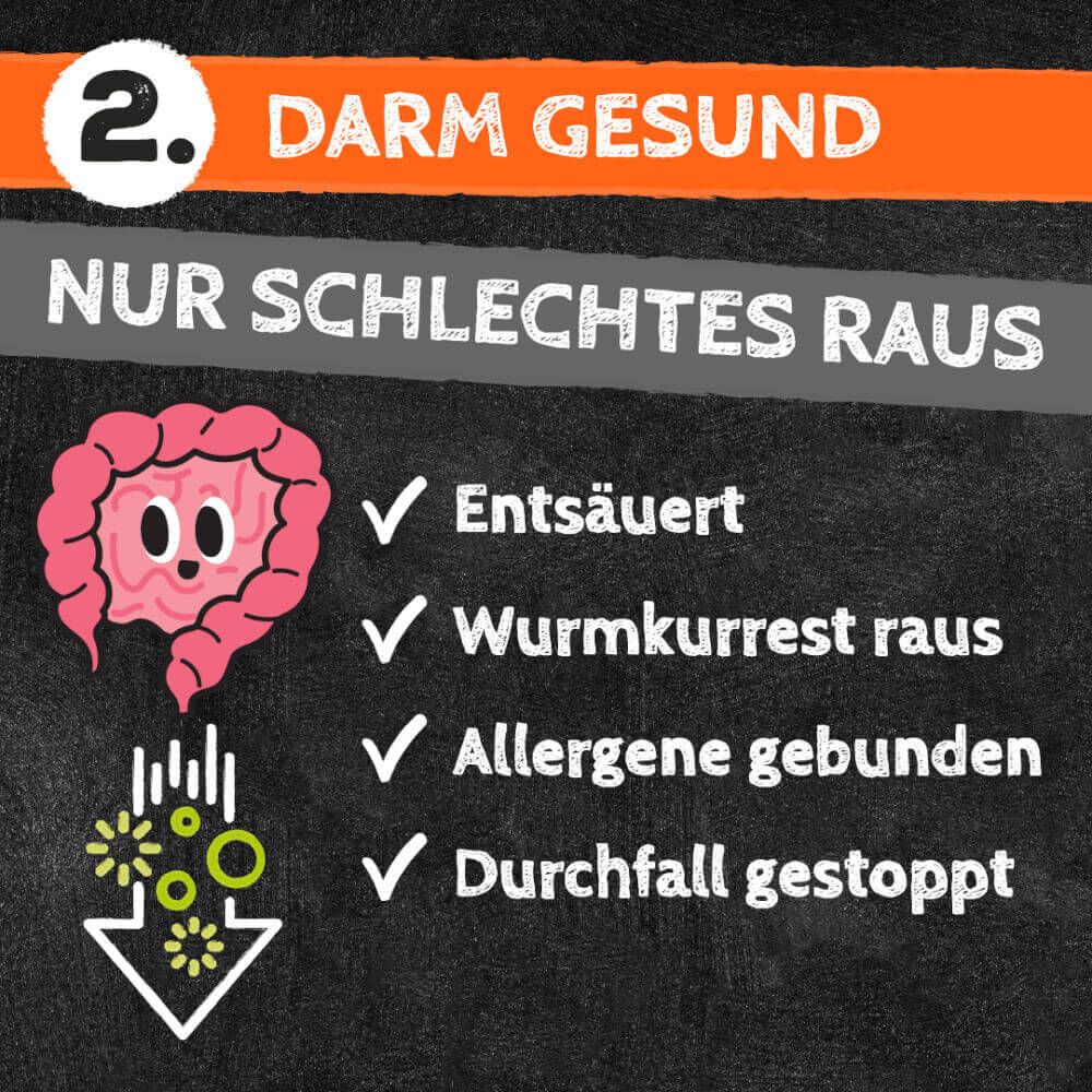 Infografik: Darm gesund. Nur Schlechtes raus. Vorteile: Entsäuert, Wurmkurrest raus, Allergene gebunden, Durchfall gestoppt. Gezeichneter Darm.