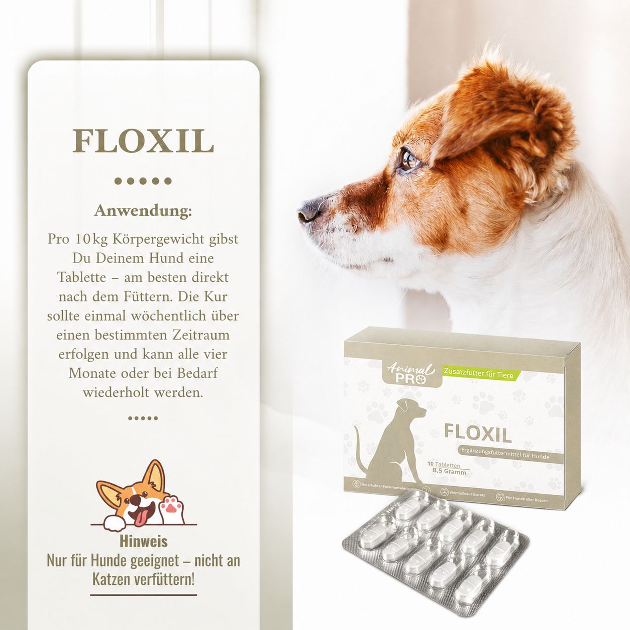 Hund neben FLOXIL Verpackung und Blister. Anwendungshinweise auf einem Beipackzettel.