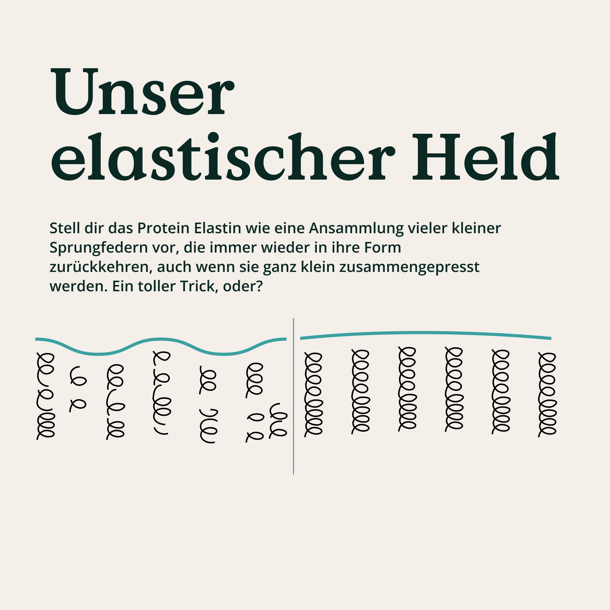 Grafische Darstellung von Elastin. Protein Elastin wie kleine Sprungfedern, die in ihre Form zurückkehren, auch wenn zusammengedrückt.