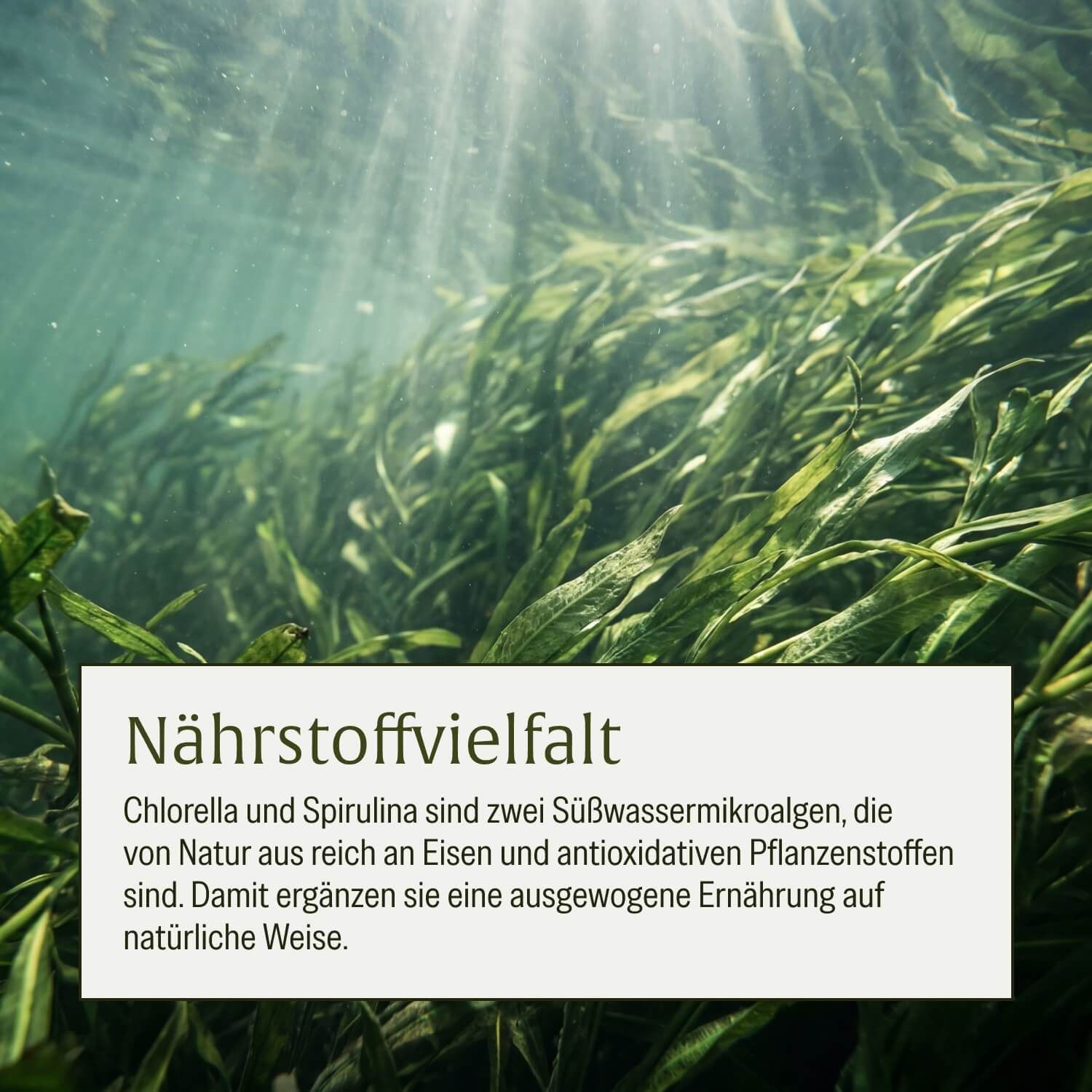 Unterwasseraufnahme von grünen Algen mit Text über Nährstoffvielfalt von Chlorella und Spirulina.