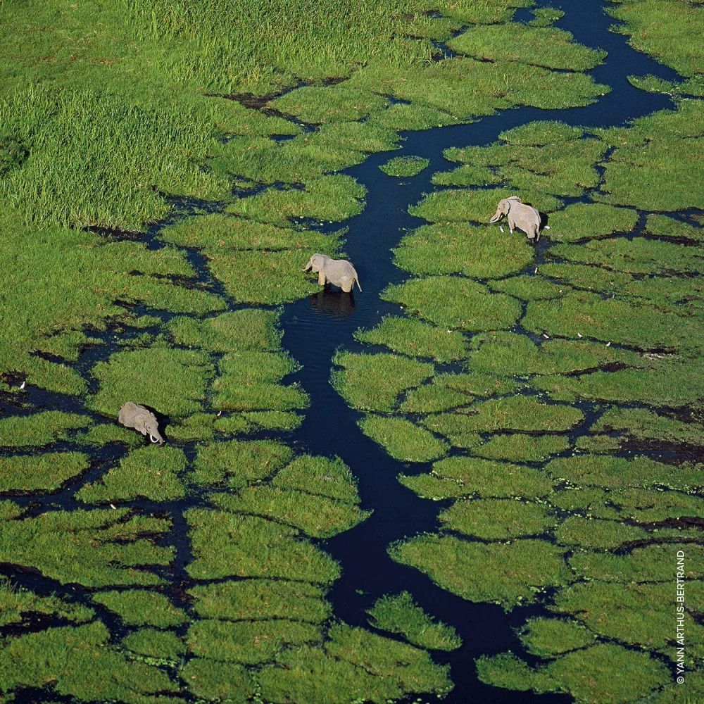 Das Bild zeigt drei Elefanten in einem Fluss, umgeben von grünem Gras. Die Perspektive ist von oben.