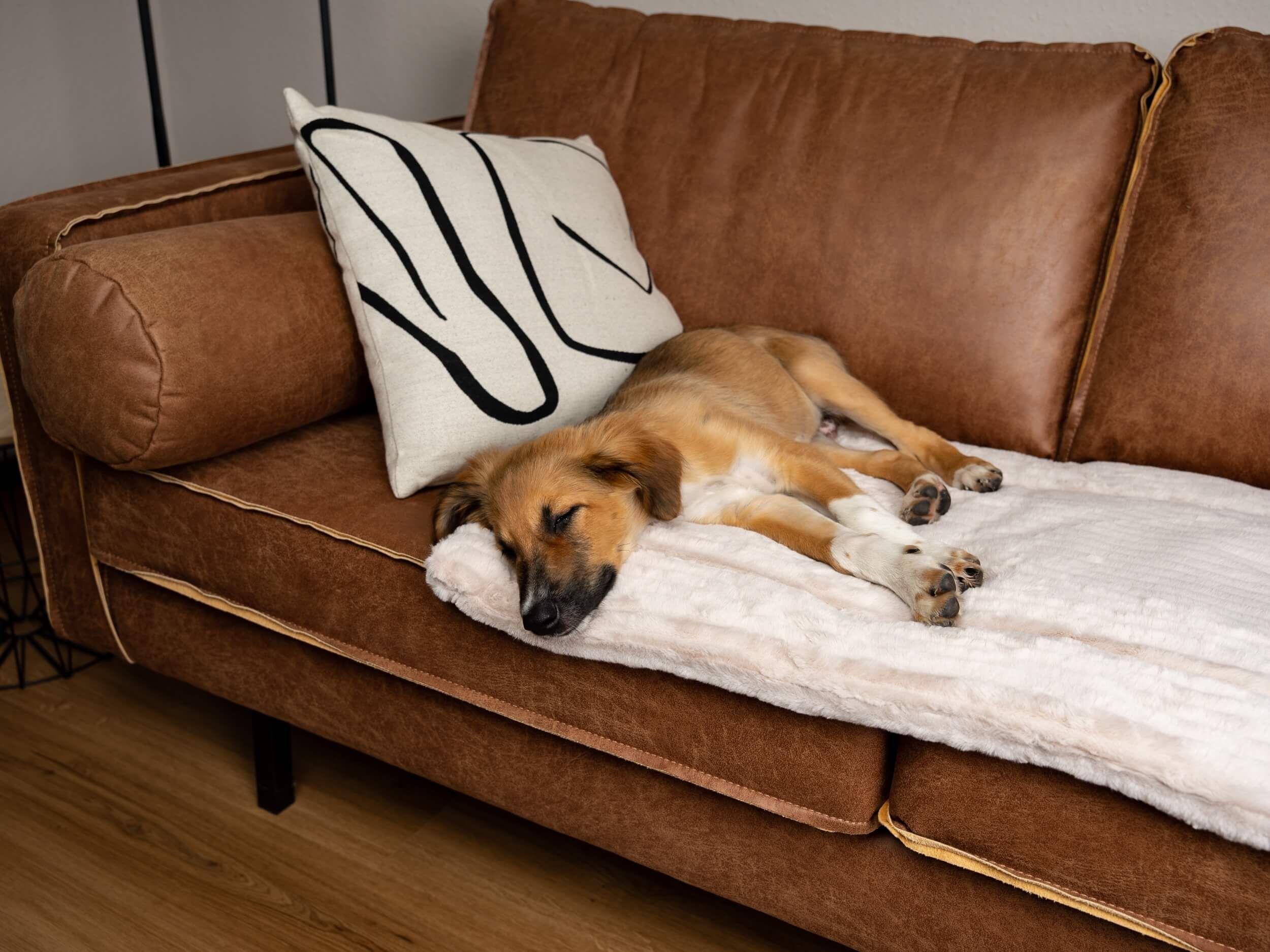Hund schläft auf gefütterter Liegedecke auf einem Sofa. Beige Decke, braunes Fell. Kissen.