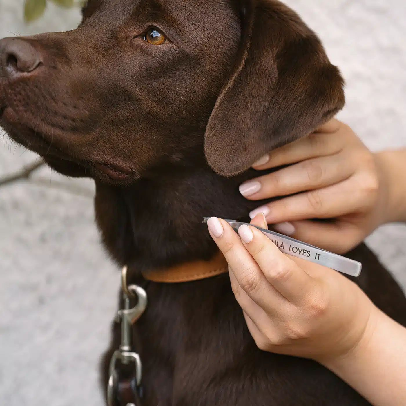 Person entfernt Zecke mit Zeckenzange von Hund. Zange mit Aufschrift "LILA LOVES IT".