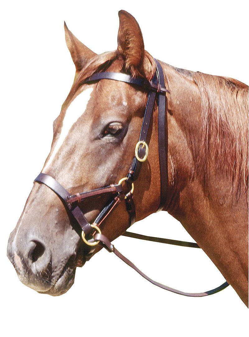 Pferdekopf mit braunem Zaumzeug. Goldfarbene Schnallen.
