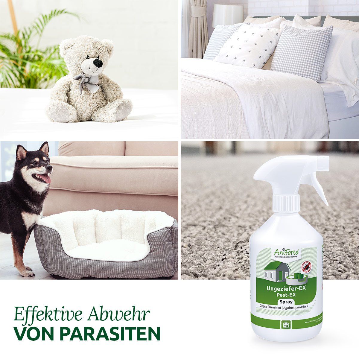 Komposition mit Teddybär, Bett, Hund und Sprühflasche. Text: Effektive Abwehr von Parasiten. AniForte Ungeziefer-EX Spray.