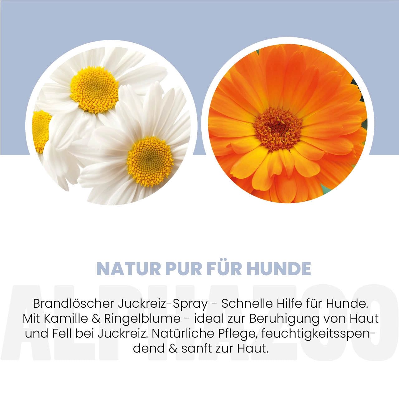 Nahaufnahme von Kamillen- und Ringelblumenblüten. Text: Natur pur für Hunde. Schnelle Hilfe bei Juckreiz.