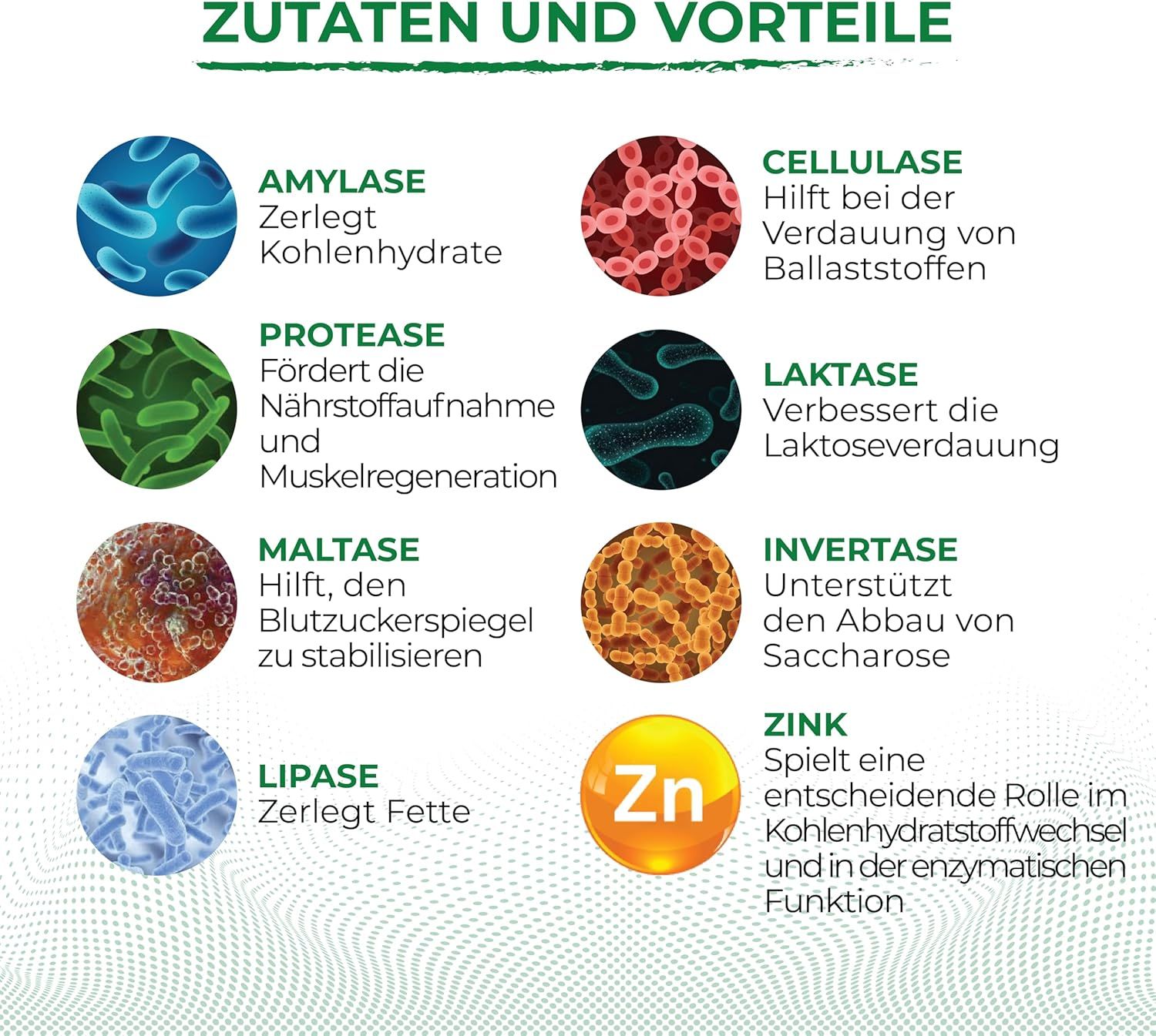 Übersicht der Enzyme und Zink für die Verdauung: Amylase, Protease, Maltase, Lipase, Cellulase, Laktase.