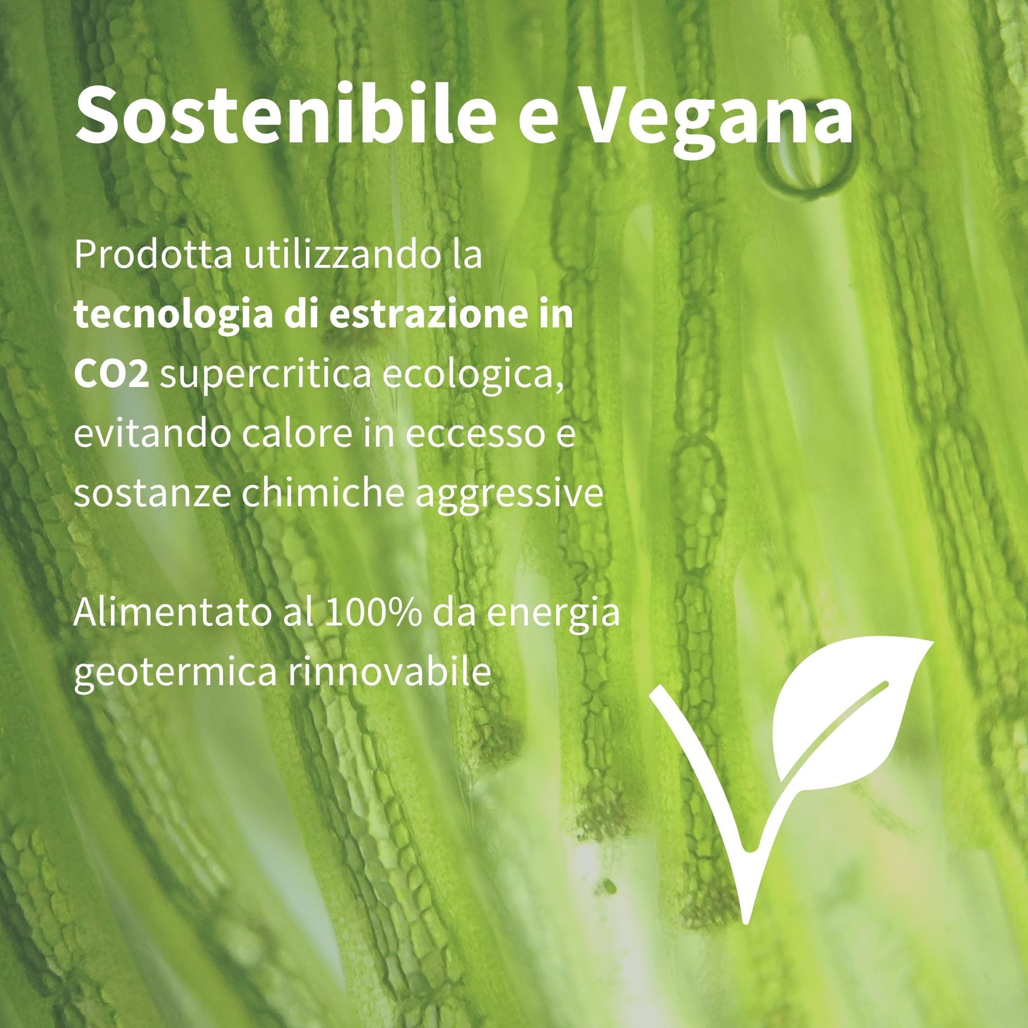 Grüner Hintergrund mit Mikroalgen und Text über nachhaltige und vegane Astaxanthin-Produktion.