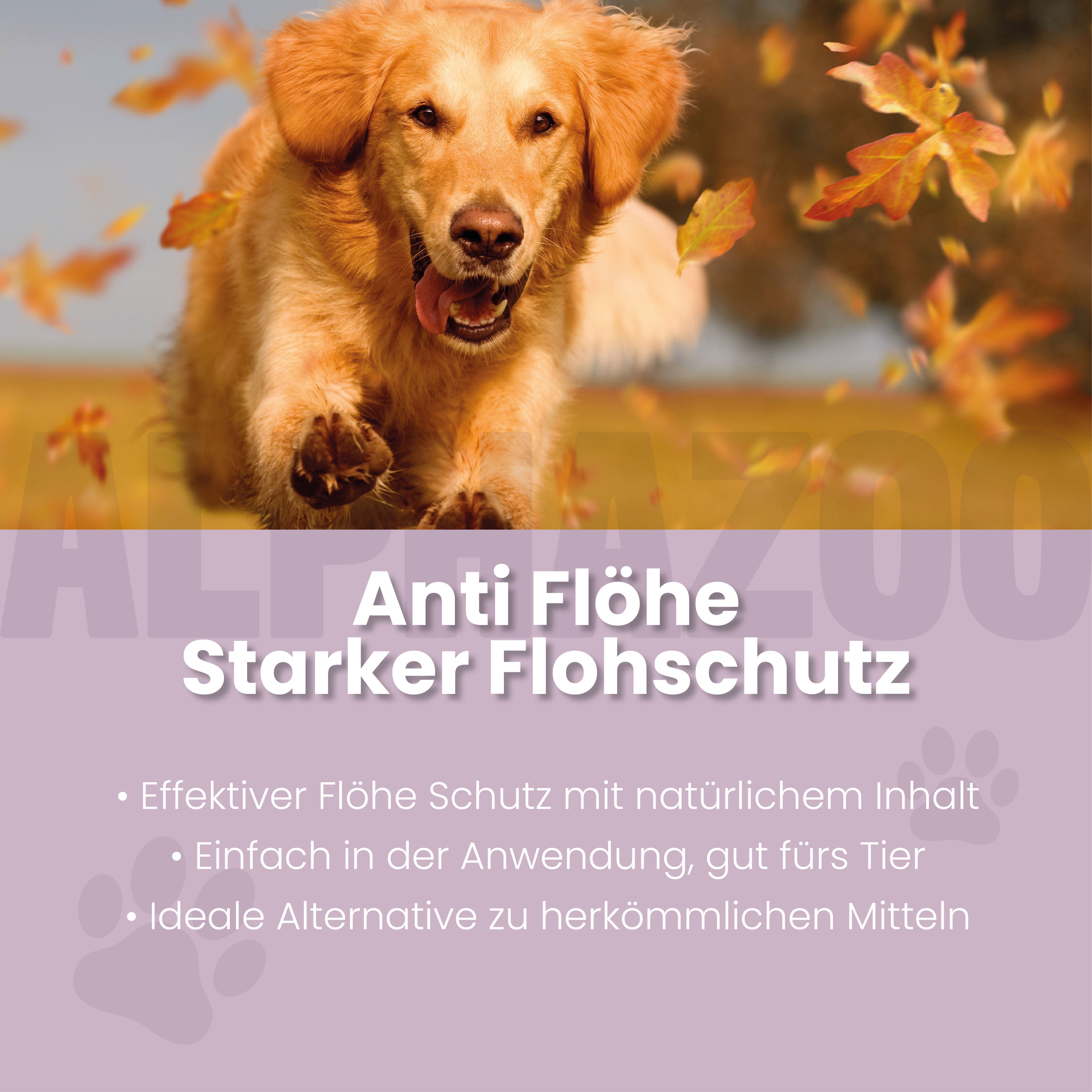Hintergrund mit Hund und Herbstlaub. Text: Anti Flöhe, Starker Flohschutz. Punkte: Effektiver Flohschutz, einfach in der Anwendung, ideale Alternative.