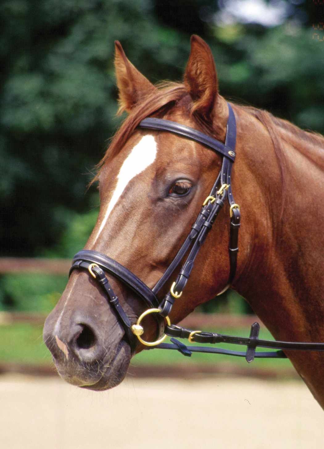 Schwarzer Trensenzaum am Pferdekopf. Goldfarbene Beschläge. Detailansicht.