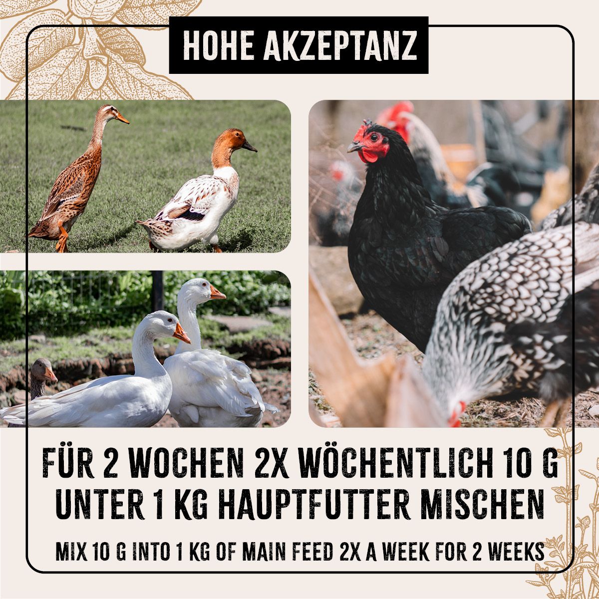 Verschiedene Geflügelarten. Text: Hohe Akzeptanz. Für 2 Wochen 2x wöchentlich 10 g unter 1 kg Hauptfutter mischen. Mix 10 g into 1 kg of main feed.