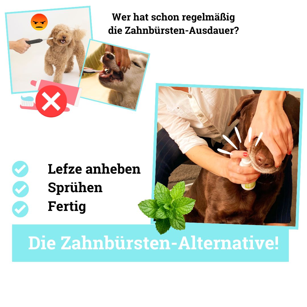 BeG Buddy Zahn weiß Dental Spray, Zahnpflege Hund