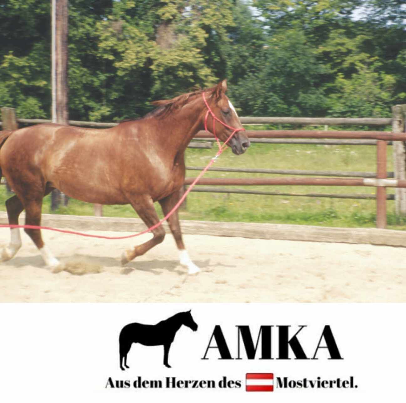 Braunes Pferd mit roter Leine, im Hintergrund Bäume und ein Zaun. AMKA-Logo unten.