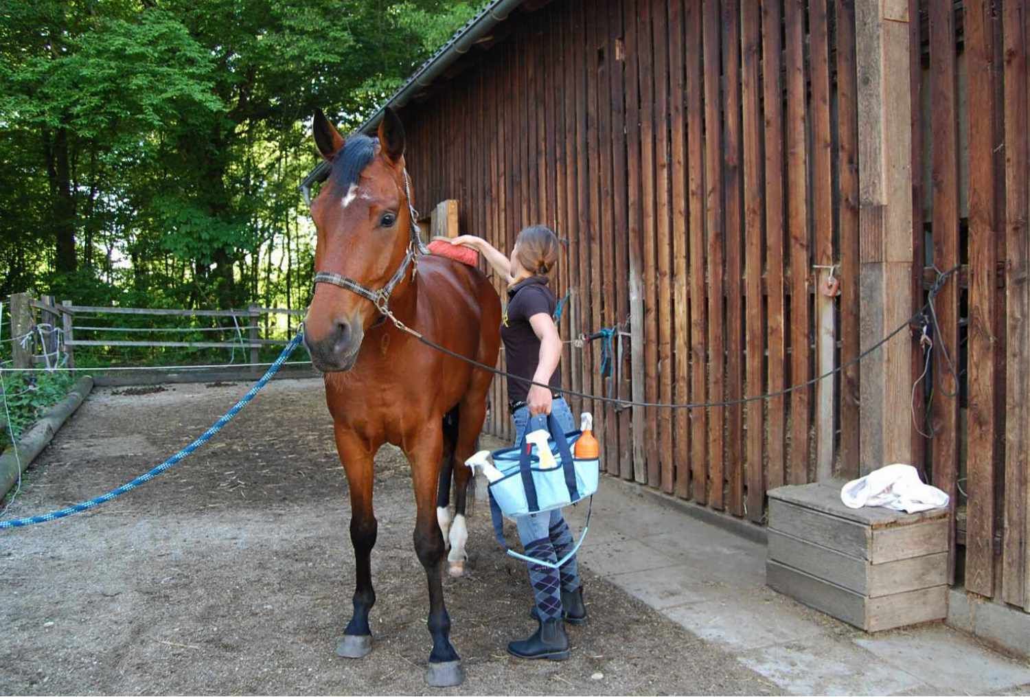 Person bürstet ein braunes Pferd. Das Pferd steht in einem Stall. Eine blaue Leine ist zu sehen.