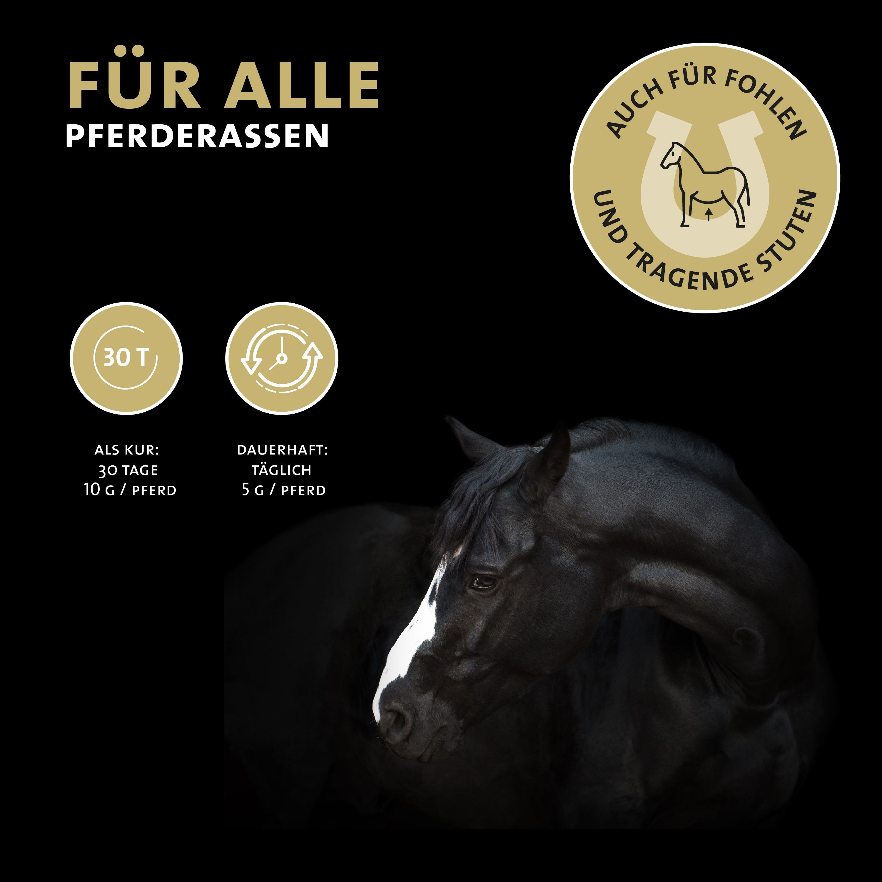 Schwarzes Pferd. Text: Für alle Pferderassen. Auch für Fohlen und tragende Stuten. Dosierung.