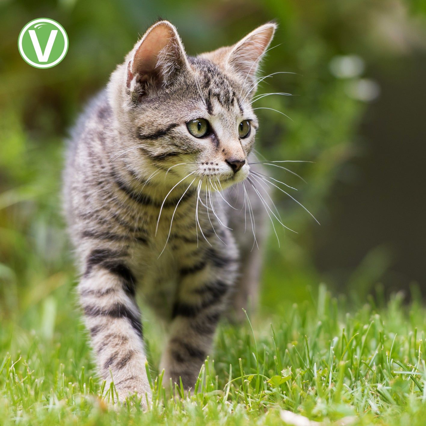 Vetlando Kokolaurin Zecken- & Floh-Halsband für Katzen