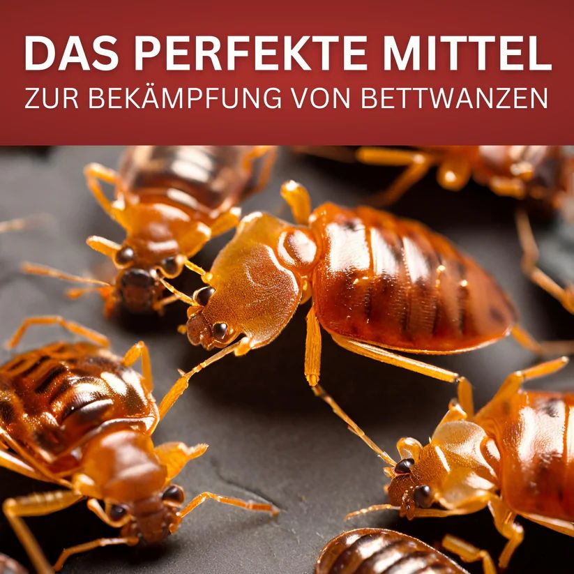 Nahaufnahme von Bettwanzen. Braune Insekten auf dunklem Untergrund. Text: Das perfekte Mittel zur Bekämpfung von Bettwanzen.