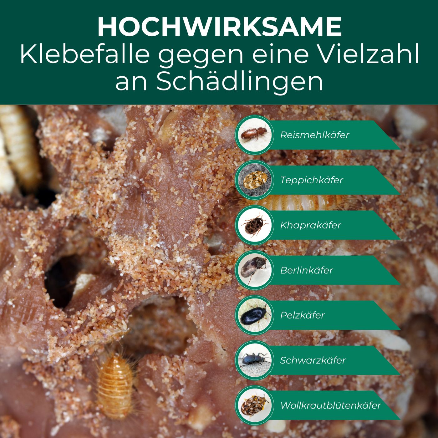 Nahaufnahme von Lebensmitteln mit Insekten. Text: Reismehlkäfer, Teppichkäfer, Khaprakäfer, Berlinkäfer, Pelzkäfer, Schwarzkäfer, Wollkrautblütenkäfer.