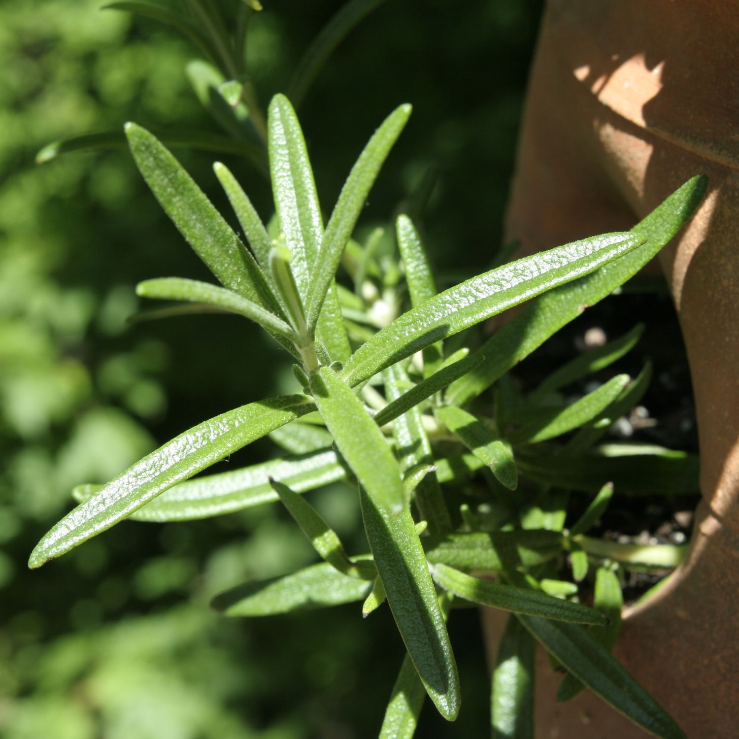 Grüne Rosmarinzweige, die aus einem Tontopf herausragen. Blätter sind länglich und spitz.