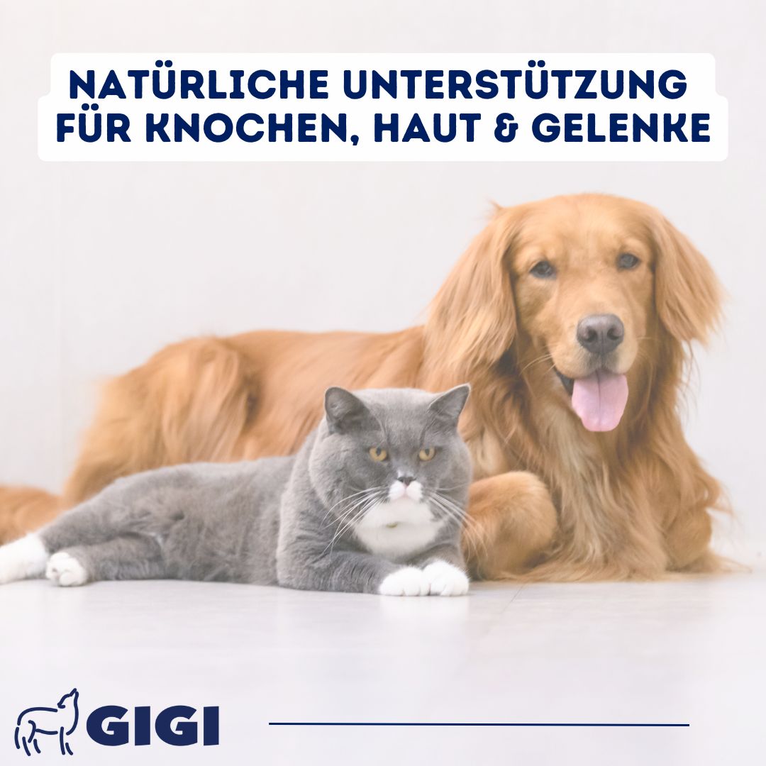 Golden Retriever und Katze liegen zusammen. Text: NATÜRLICHE UNTERSTÜTZUNG FÜR KNOCHEN, HAUT & GELENKE. Marke: GIGI.