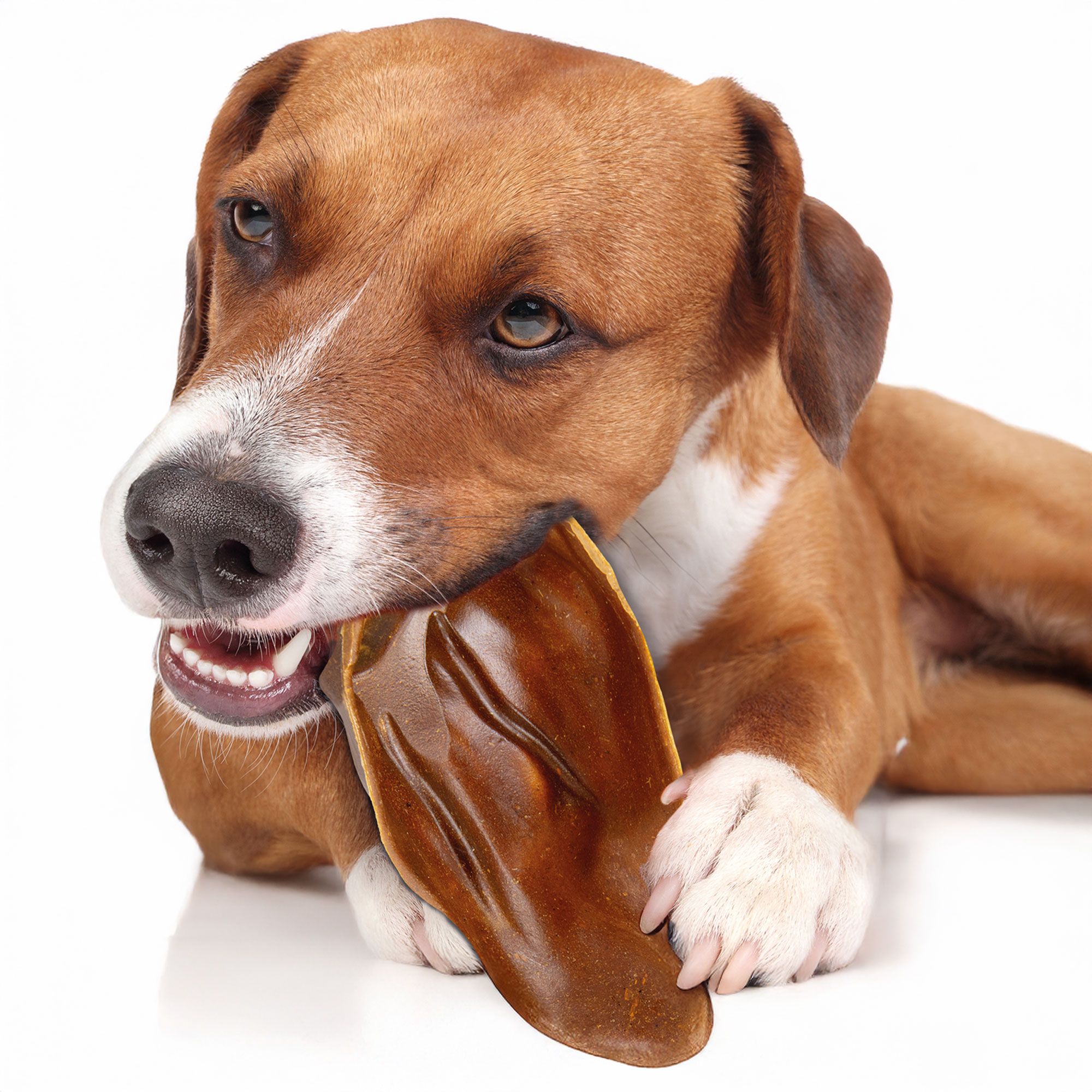 Hund, der einen braunen, ohrförmigen Kauartikel hält und kaut. Weißer Hintergrund.