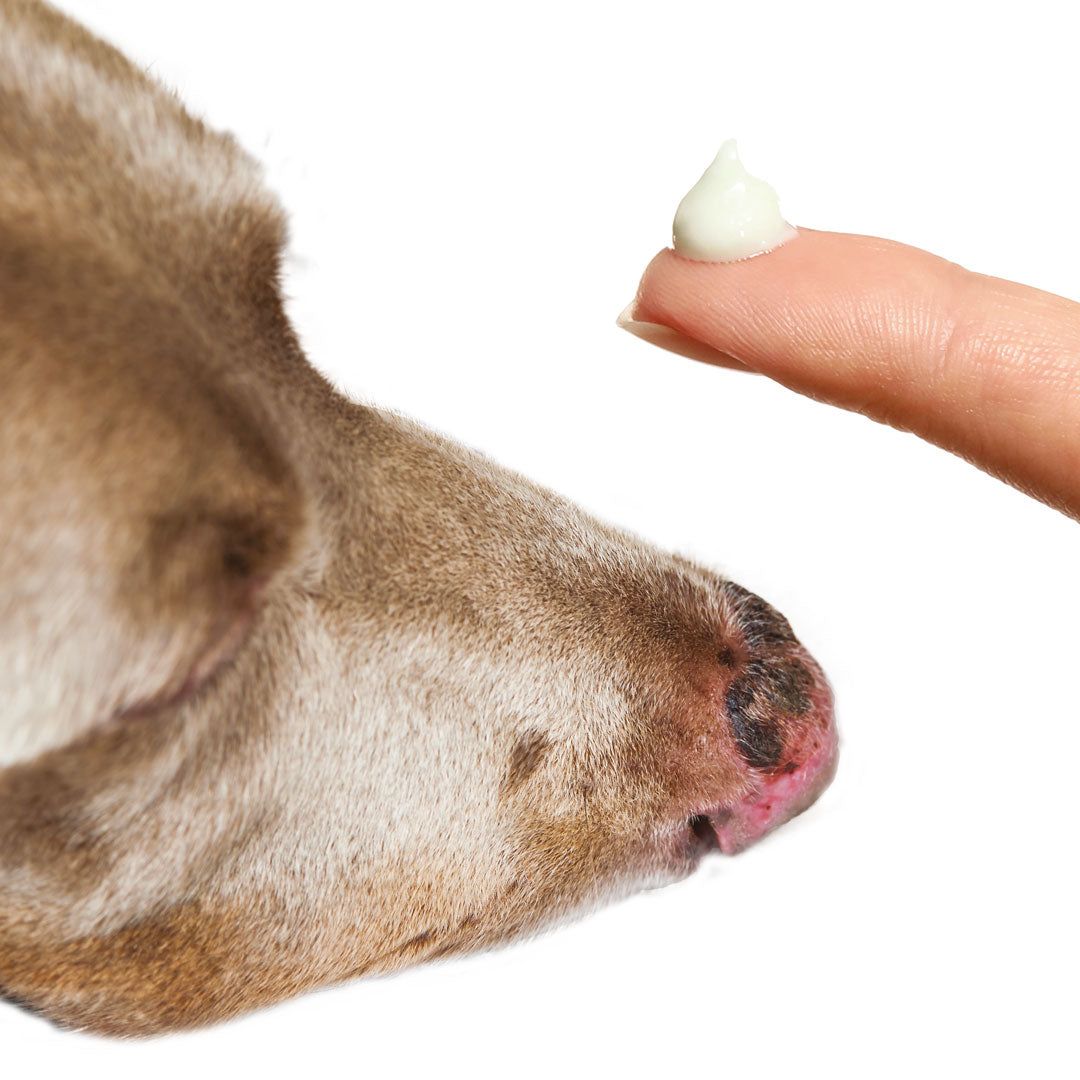 Creme auf Finger, neben Hundeschnauze. Creme ist hell. Hund hat graues Fell und rosa Nase.