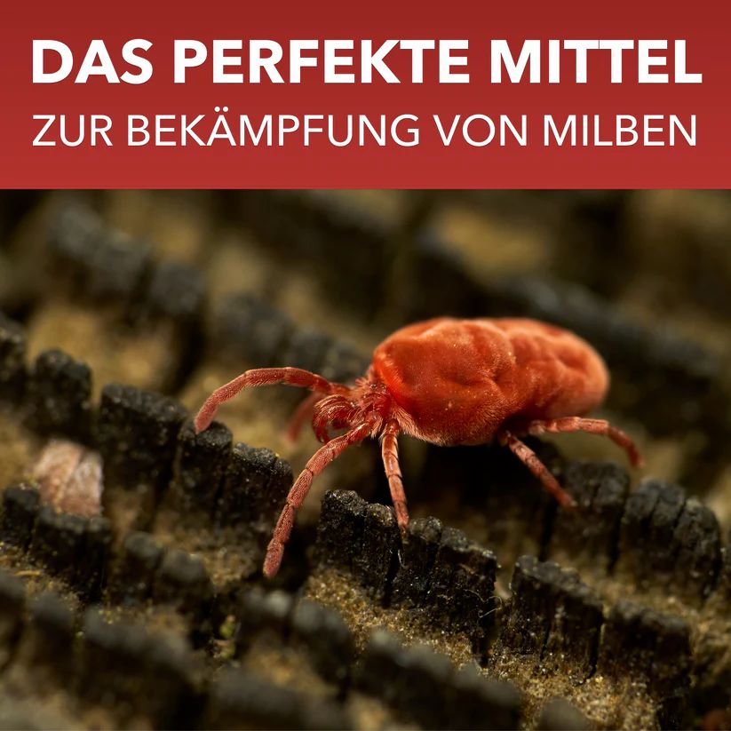 Rote Milbe auf Holz. Text: Das perfekte Mittel zur Bekämpfung von Milben.