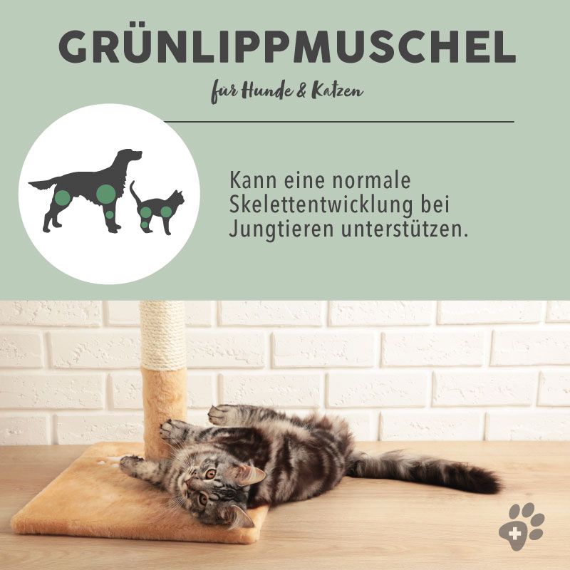 PAWS&PATCH GRÜNLIPPMUSCHEL Pulver für Hunde, Katzen und Pferde