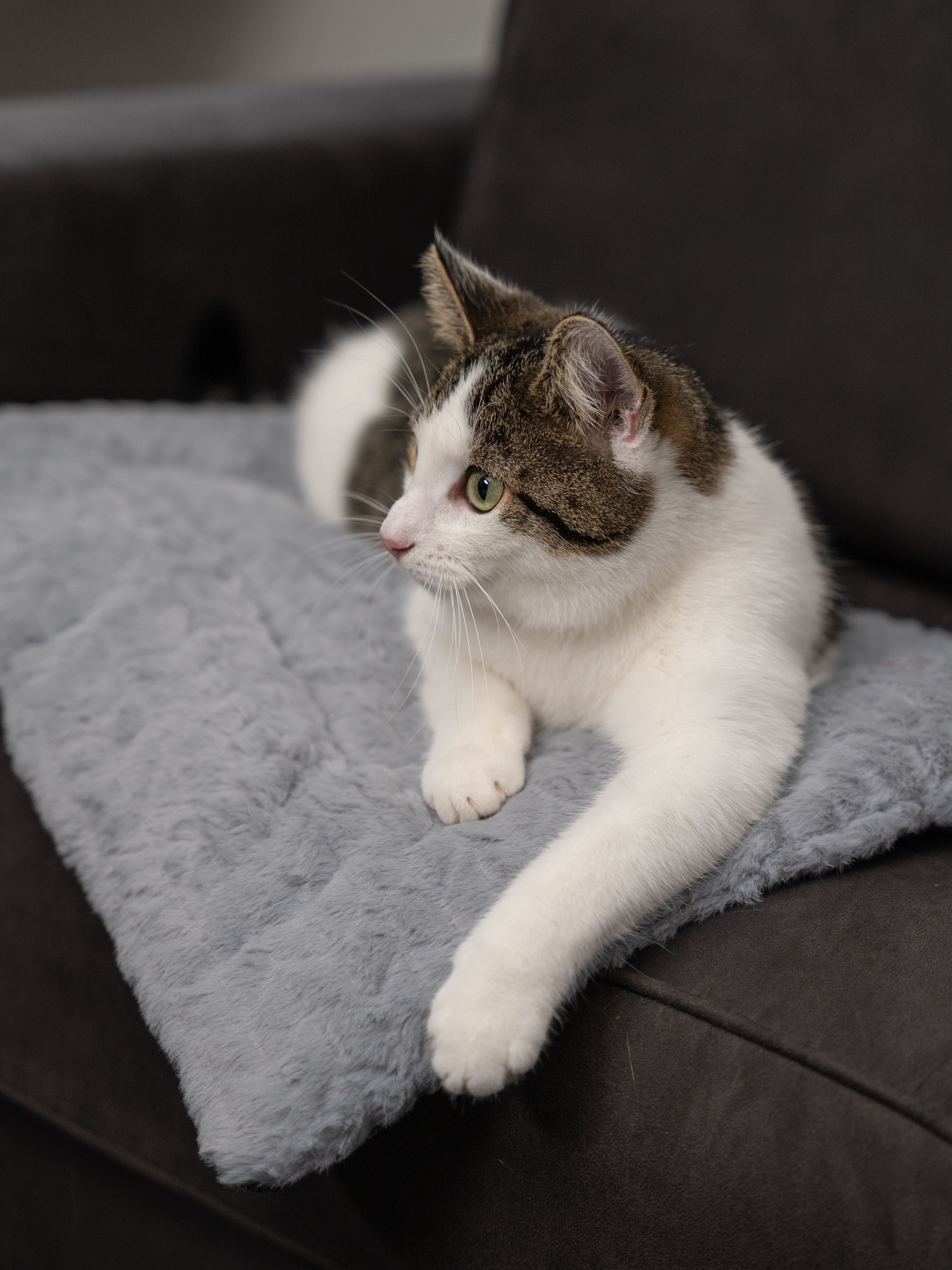 Katze liegt auf einer grauen Liegedecke. Die Katze ist weiß-braun gefleckt.