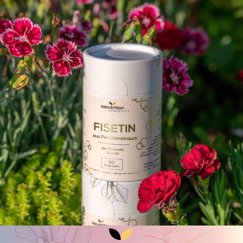 Zylindrische Dose mit Fisetin-Kapseln, umgeben von Blumen. Aufschrift: Fisetin, 60 Kapseln. Marke: Sanutrition.