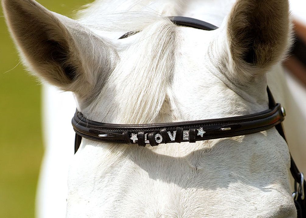 Nahaufnahme eines weißen Pferdekopfes mit Stirnband. Stirnband mit 'LOVE' und Sternen.